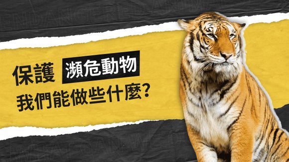 保護瀕危野生動物老虎PPT簡報